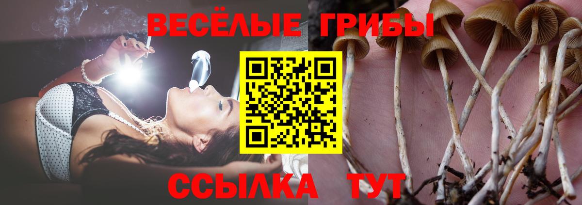Псилоцибиновые грибы Psilocybine cubensis Алапаевск